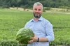 «Жовківський кавун»: місцевий фермер виростив конкурента херсонським баштанним