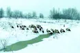 У снігопади лелекам потрібен спокій!