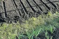 Грядки засіяла вже ранньої весни