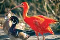 Заморських птахів годують рибним фаршем