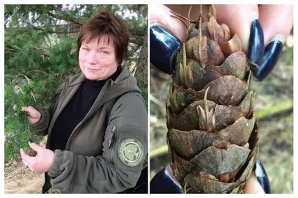 Науковиця Ірина Шпаківська під кроною заморської «не зовсім ялинки», яка виділяє запах цитрусових. Фото автора