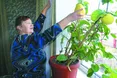 ...а на вікні – 700-грамові лимони!