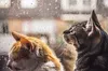 Прогноз погоди 27 серпня