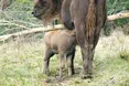 Фотопастки не страшні звірам. І корисні - людям