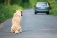 У селі Болотні є свій Хатіко…