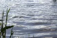 На Водохреща у Львові та області заборонять символічно пірнати в ополонку