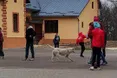 «Цього разу собака врятувався, у нього кличка Лаккі. Йому пощастило!»