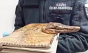 У Польщу везли «кусючу» сумочку