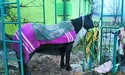 Через «вічне розлучення» хазяїв страждає… коняка