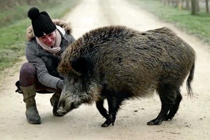 Власниця дикого кабана виграла суд у… мерії