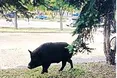 Дикий кабан шпацерував по Сумах