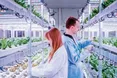 Салат виростає на стелажах