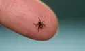 Маленьке, але підленьке. Кліщі чатують на людей і тварин