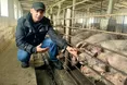 Ексадвокат вирощує свиней