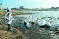 Околицю Луцька облюбували лебеді
