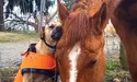 Не можуть жити одне без одного…