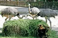 Цих птахів більше не лякає війна