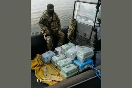 Спецназівці перевозять з острова Зміїного до Одеси півтора десятка котів.