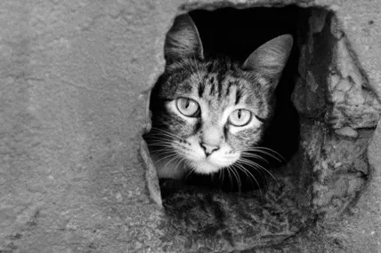 Безпритульні котики. Фото умовне
