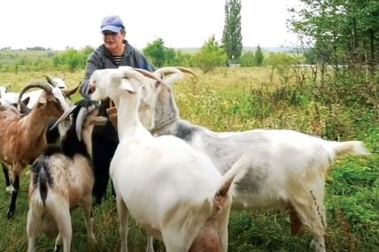 40 видів крафтових сирів та королівське морозиво