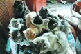 Урятувати котів із вулиці Літньої