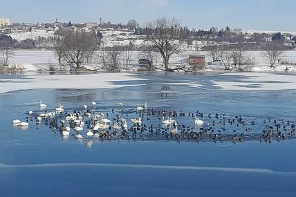 Мороз подружив лебедів і диких качок