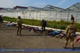 У Яблуневі пахло не ренетами, а… коноплею