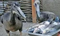 Із сірих пелікани стануть рожевими