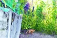 Винники атакують скажені лисиці!