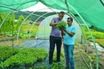 Американська чорниця засмакувала українцям