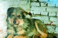 «Милосердя» компрометують, бо хочуть забрати землю?
