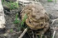 Кумкають і думають про продовження роду