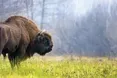 Зубрам потрібен… «дім престарілих»