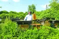 Бджоли не люблять яскравого одягу, алкоголю та парфумів