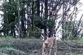 Рись ходить безшумно