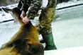 Одні благородних оленів рятували, інші їх мордували