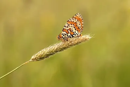 Фото умовне