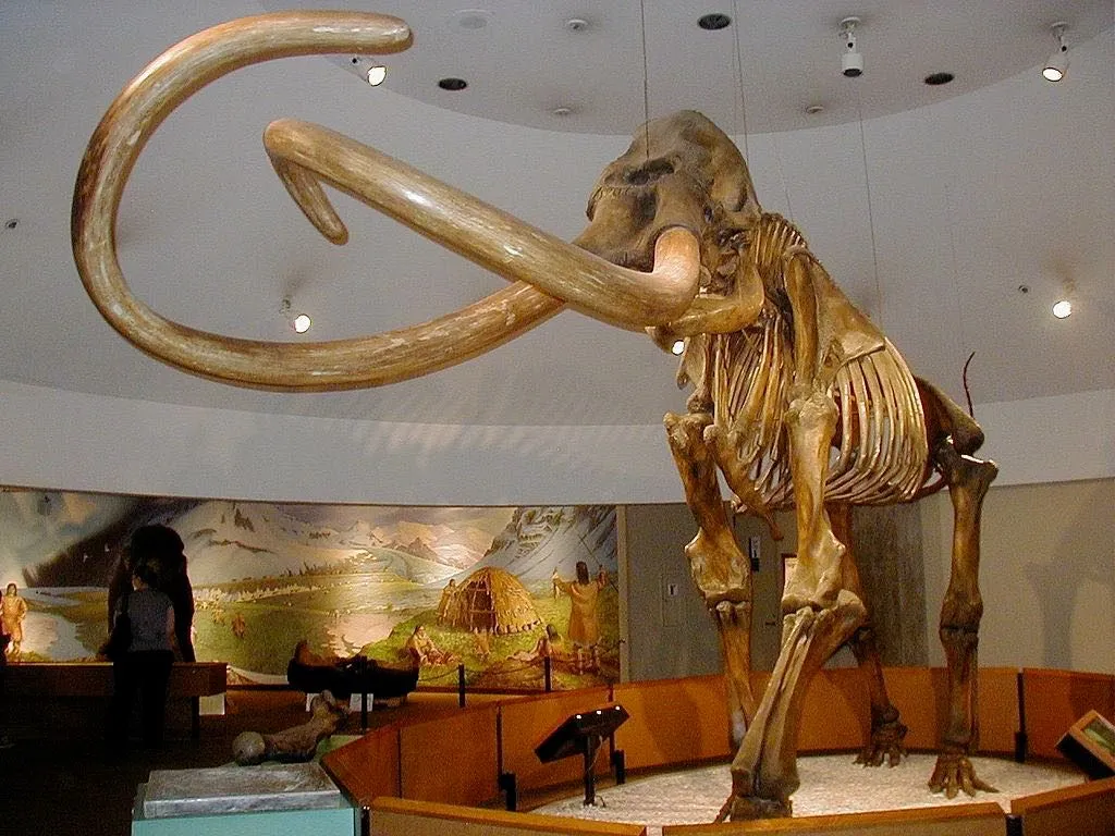 Скелет мамонта різновиду Mammuthus Сolumbi у Музеї Джорджа Пейджа (Лос-Анджелес, Каліфорнія, США). Фото: Wikipedia.