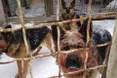 Господарів собак, які загризли АТОшника, чекає жорстоке покарання