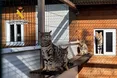 В Іспанії незаконно продавали екзотичних тварин: більшість з яких походили з України, рф та білорусі