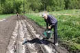 Найперше — посадити картоплю! Інша робота — на другому плані