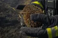 На Львівщині за добу згоріли два гектари землі: надзвичайники врятували із вогню їжака