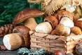 Нарешті з’явилися білі гриби!