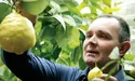 На Буковині ростуть теплолюбні екзоти