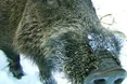 Кабани-землекопи