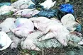 Підклали свиней. Мертвих