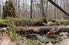 На Львівщині виявили нові осередки зростання червонокнижного шафрану Гейфеля (ФОТО)