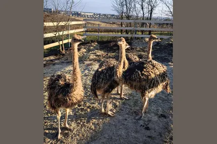 Фото з архіву родини Лисенків.