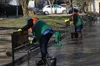 У Львові закликають відмовитися від побілки дерев і бордюрів — це шкодить довкіллю