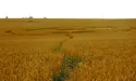 НЛО на замовлення